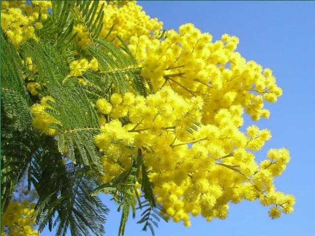 HN: Izmjena saobraćajnog režima zbog Praznika mimoze HN: Izmjena saobraćajnog režima zbog Praznika mimoze