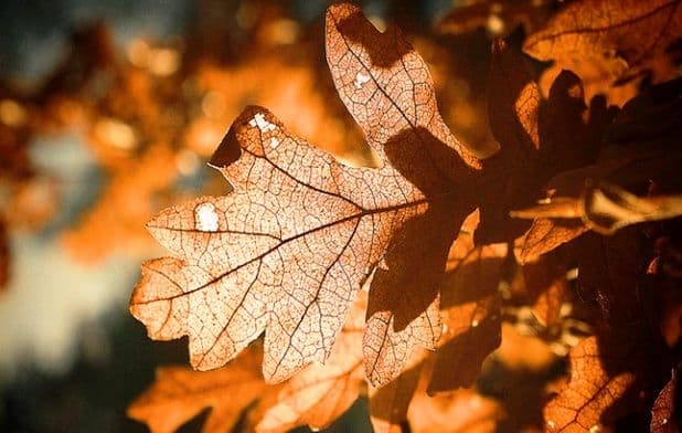 Naprednjaci isjekli zaštićeni hrast za badnjak Naprednjaci isjekli zaštićeni hrast za badnjak