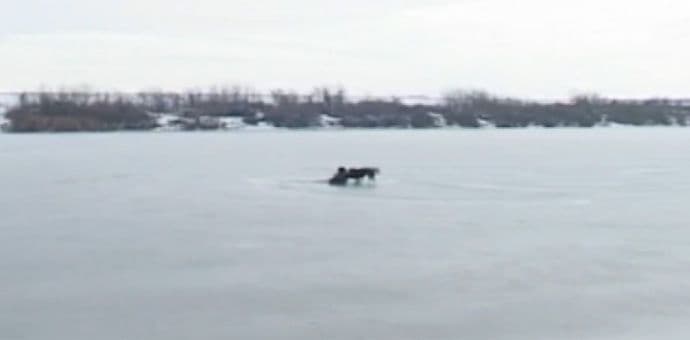 RUMA: Mladić propao kroz zaleđeno jezero, izvukao ga pas RUMA: Mladić propao kroz zaleđeno jezero, izvukao ga pas