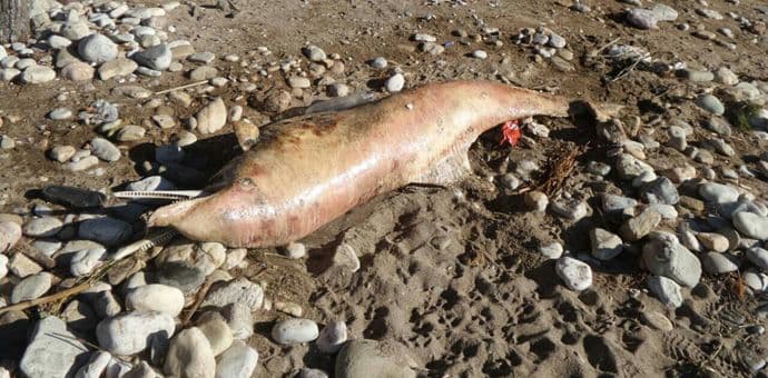Mrtav delfin danima na plaži u Baru Mrtav delfin danima na plaži u Baru