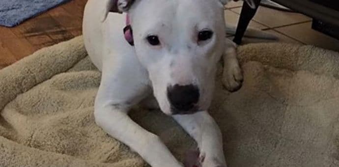 Pas sa oštećenim sluhom spasio svoje vlasnike od trovanja ugljen-monoksidom Pas sa oštećenim sluhom spasio svoje vlasnike od trovanja ugljen-monoksidom