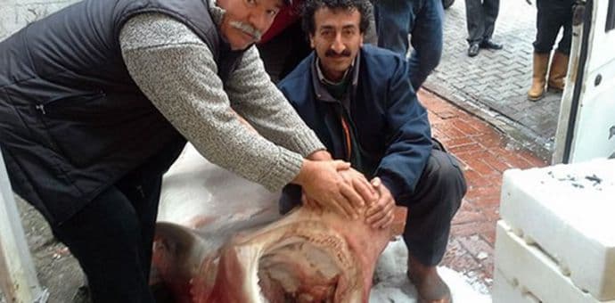 Turski ribari uhvatili ajkulu od 700 kilograma Turski ribari uhvatili ajkulu od 700 kilograma