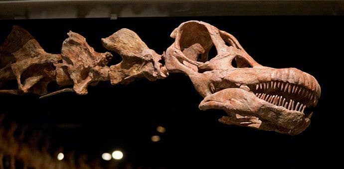 Fosili džinovskog dinosaurusa izloženi u muzeju u Njujorku Fosili džinovskog dinosaurusa izloženi u muzeju u Njujorku