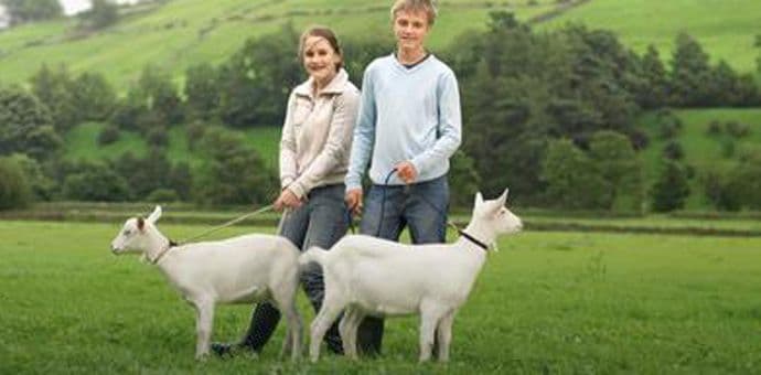 Farma u Virdžiniji traži volontere za igranje s jarićima Farma u Virdžiniji traži volontere za igranje s jarićima