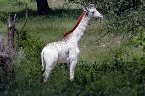 Rijetka bijela žirafa fotografisana u Tanzaniji Rijetka bijela žirafa fotografisana u Tanzaniji