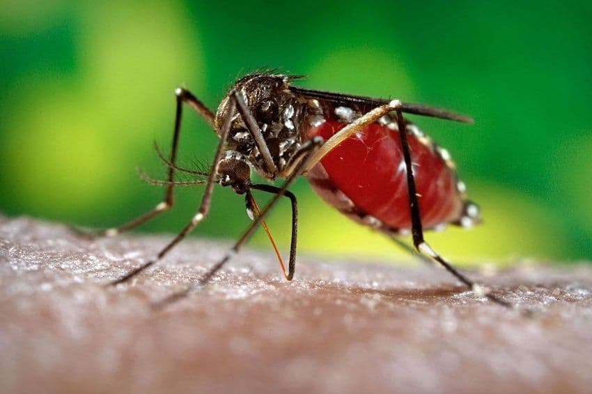 Brazil: Komarcima mutantima protiv komaraca koji prenose Zika virus Brazil: Komarcima mutantima protiv komaraca koji prenose Zika virus