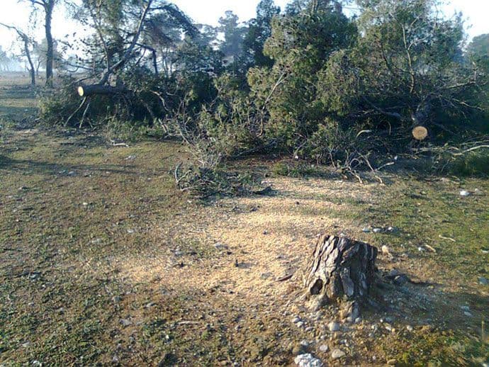 Nelegalna sječa stabala u park-šumi na Ćemovskom polju Nelegalna sječa stabala u park-šumi na Ćemovskom polju