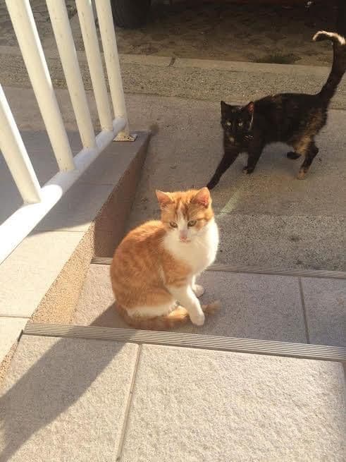 Kompanija Mercator donirala hranu za pse i mačke NVO „sPas“ Kompanija Mercator donirala hranu za pse i mačke NVO „sPas“