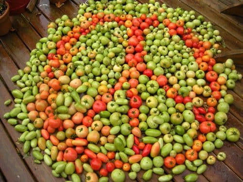 Koja hrana je otrov, a koje namirnice čine "hranu mira" Koja hrana je otrov, a koje namirnice čine "hranu mira"