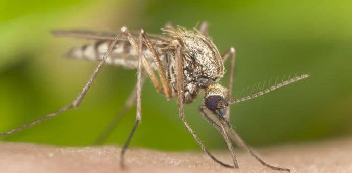 Predsjednica Brazila objavila rat komarcima Predsjednica Brazila objavila rat komarcima