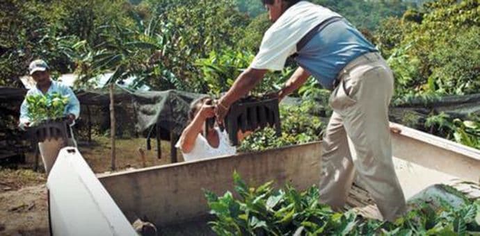 Da li će kafa 2050. biti dostupna svima? Da li će kafa 2050. biti dostupna svima?