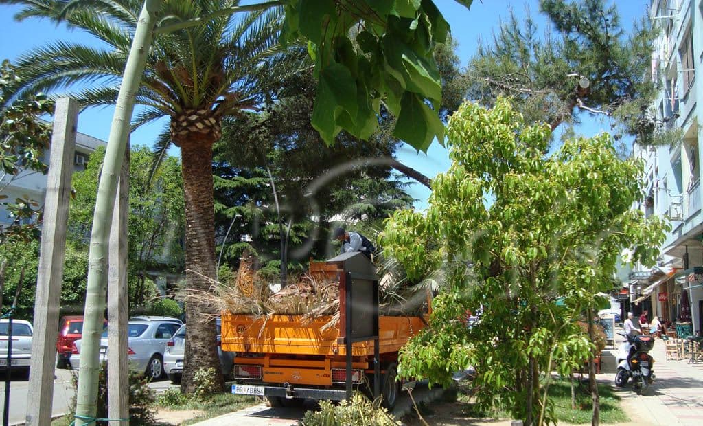 Orežite palme da se ne zaraze Orežite palme da se ne zaraze