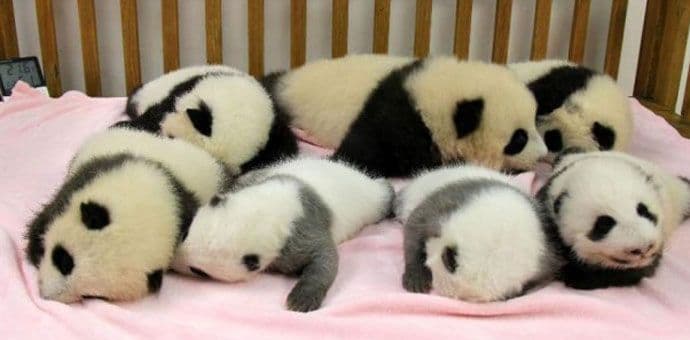 Traže se osobe za maženje beba pandi, plata 28.000 eura godišnje Traže se osobe za maženje beba pandi, plata 28.000 eura godišnje