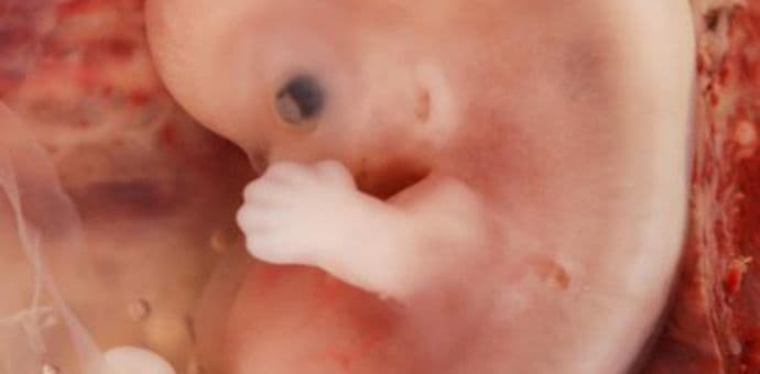 Britanski naučnici dobili dozvolu da rade na ljudskim embrionima Britanski naučnici dobili dozvolu da rade na ljudskim embrionima