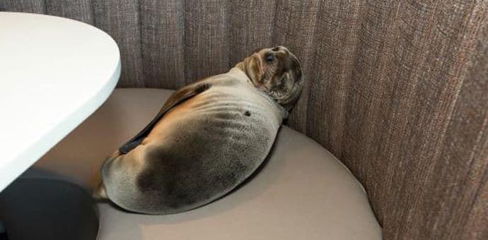 Gladni morski lav ušetao u restoran i zaspao u separeu Gladni morski lav ušetao u restoran i zaspao u separeu