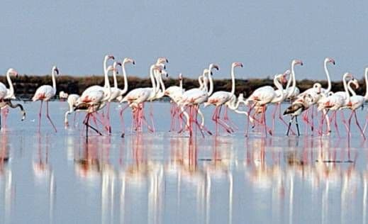 Saveljić: Flamingosi „prijete“ da odu ako ne bude proizvodnje soli Saveljić: Flamingosi „prijete“ da odu ako ne bude proizvodnje soli