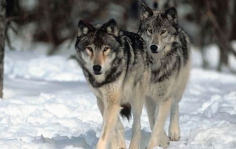 Strah od ugrožene vrste: Vukovi se spuštaju u grad u potrazi za hranom Strah od ugrožene vrste: Vukovi se spuštaju u grad u potrazi za hranom