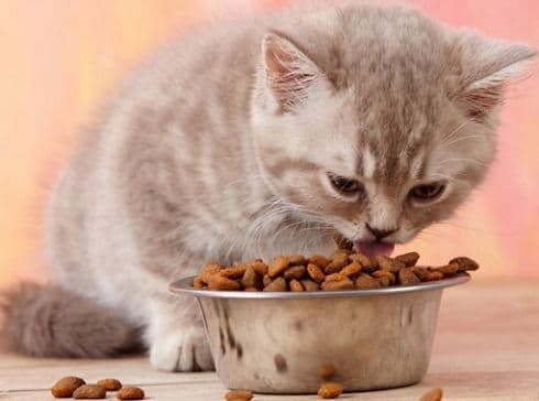 Mačke prepoznaju glas svog vlasnika, ali ih nije briga Mačke prepoznaju glas svog vlasnika, ali ih nije briga