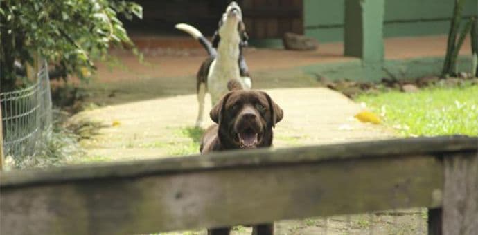 Kako naučiti psa da ne laje na strance? Kako naučiti psa da ne laje na strance?