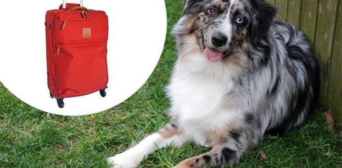 U kofer sakrio velikog psa i unio ga u bolnicu kako bi ženi ispunio poslednju želju U kofer sakrio velikog psa i unio ga u bolnicu kako bi ženi ispunio poslednju želju