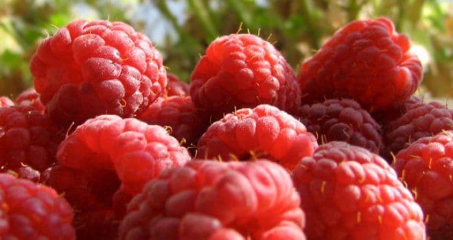 Projekat vrijedan 16.000 eura za obuku šest OSI za rad u malinarstvu Projekat vrijedan 16.000 eura za obuku šest OSI za rad u malinarstvu