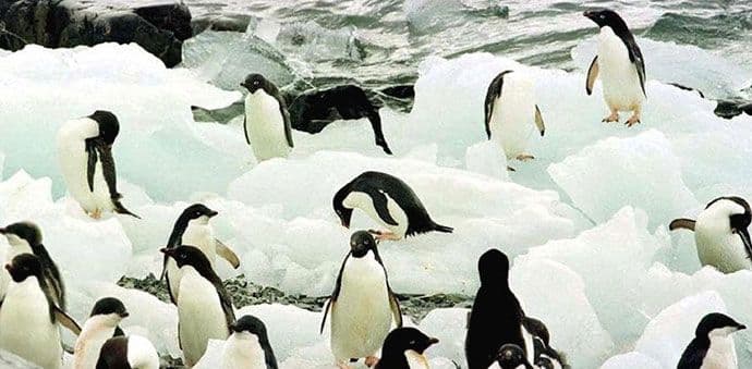ANTARTIK: Zbog sante za četiri godine uginulo 150.000 pingvina ANTARTIK: Zbog sante za četiri godine uginulo 150.000 pingvina