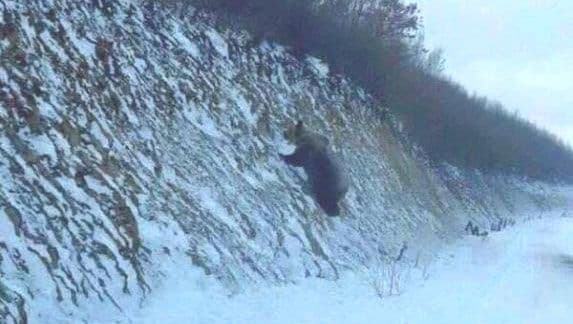 Zalutao: Medvjed na putu Plav-Gusinje Zalutao: Medvjed na putu Plav-Gusinje