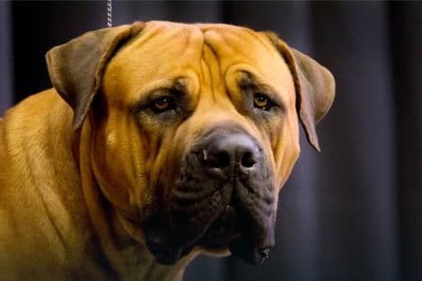 Pas spasio djevojčicu od silovatelja Pas spasio djevojčicu od silovatelja