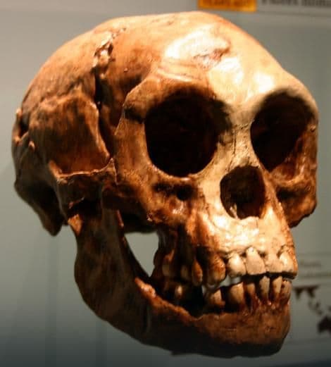 Naučnici analizirali lobanje Hobita i utvrdili da oni nijesu bili ljudi Naučnici analizirali lobanje Hobita i utvrdili da oni nijesu bili ljudi