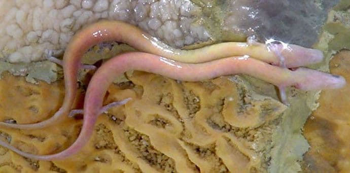 VIDEO: Slovenija na nogama u iščekivanju "bebe zmaja" VIDEO: Slovenija na nogama u iščekivanju "bebe zmaja"