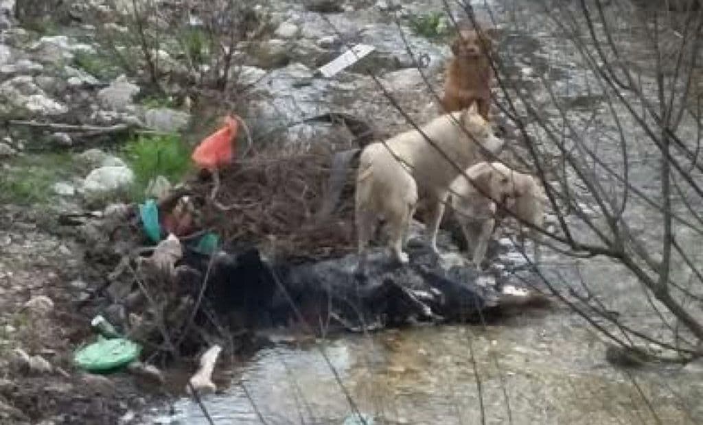 Lešinu krave jedu psi lutalice Lešinu krave jedu psi lutalice