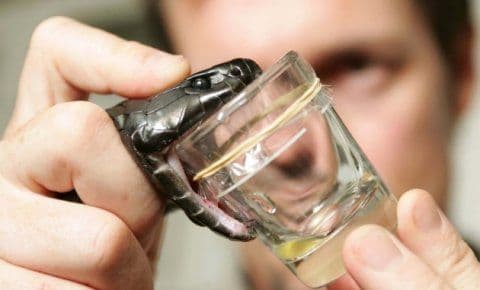 Zmijski otrov lijek za Alchajmerovu bolest? Zmijski otrov lijek za Alchajmerovu bolest?