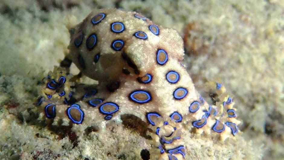 Naučnici pronašli novu vrstu hobotnice Naučnici pronašli novu vrstu hobotnice