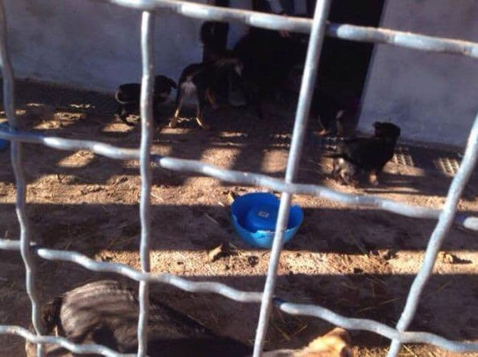 Nehumani uslovi u azilu za napuštene životinje u Bresticama kod Nikšića Nehumani uslovi u azilu za napuštene životinje u Bresticama kod Nikšića