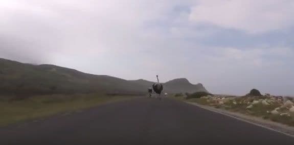 Biciklisti u Južnoj Africi bježali od noja koji se želio obračunati s njima (VIDEO) Biciklisti u Južnoj Africi bježali od noja koji se želio obračunati s njima (VIDEO)