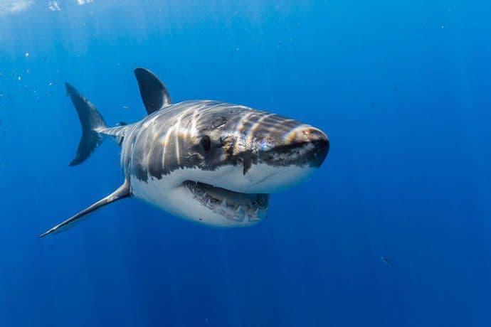 Velika bijela ajkula: "Pitoma" strana predatora Velika bijela ajkula: "Pitoma" strana predatora