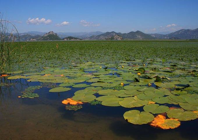 NP Skadarsko jezero: Zabrana ribolova od 15. marta do 1. juna NP Skadarsko jezero: Zabrana ribolova od 15. marta do 1. juna