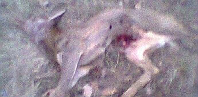 Ubijeno lane kod Nikšića Ubijeno lane kod Nikšića