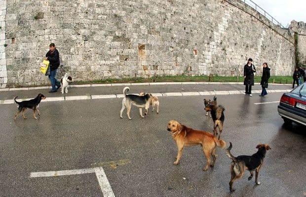Čopor pasa teško povrijedio staricu Čopor pasa teško povrijedio staricu