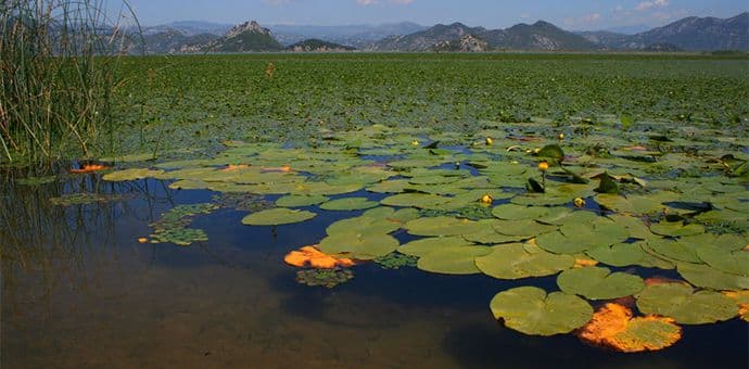 NP Skadarsko jezero: Zaplijenjeno 120 kilograma šarana, podvodna puška, plovilo... NP Skadarsko jezero: Zaplijenjeno 120 kilograma šarana, podvodna puška, plovilo...