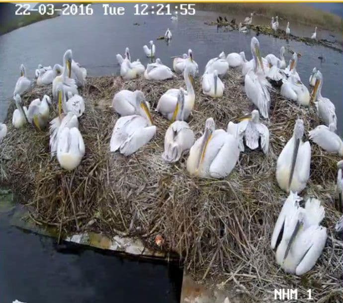 Kolonija pelikana na Skadarskom jezeru dobila prinove Kolonija pelikana na Skadarskom jezeru dobila prinove