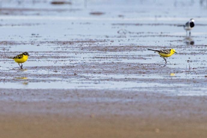 Nova vrsta ptice na Ulcinskoj solani- žutoglava pliska Nova vrsta ptice na Ulcinskoj solani- žutoglava pliska