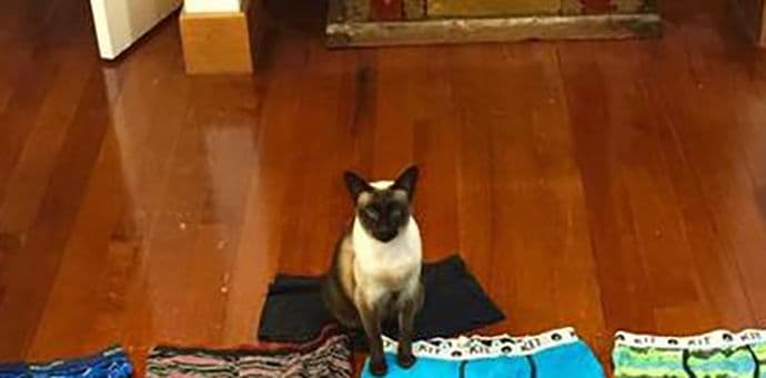 FOTO: Maca kleptomanka čudnih izbora FOTO: Maca kleptomanka čudnih izbora