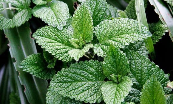 Rješava sve stomačne probleme: Ovu biljku uvijek treba da imate u kući Rješava sve stomačne probleme: Ovu biljku uvijek treba da imate u kući