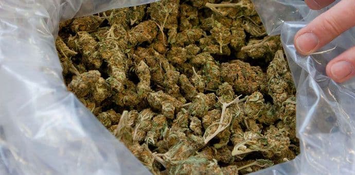 Zaplijenili 50 kilograma skanka Zaplijenili 50 kilograma skanka