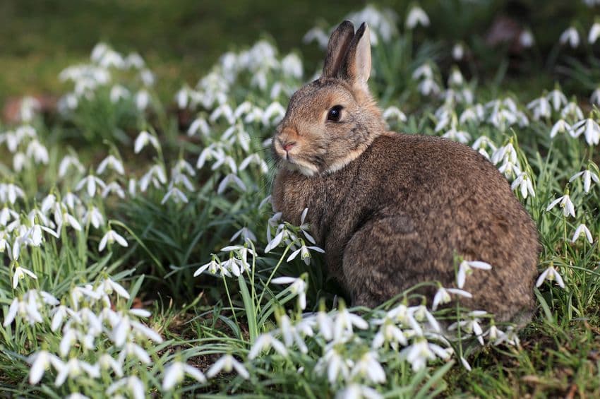 Novi Zeland: Ubijeno 10.000 zečeva tokom "tradicionalnog" lova Novi Zeland: Ubijeno 10.000 zečeva tokom "tradicionalnog" lova