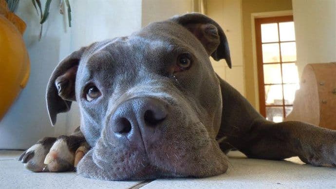 Pas osumnjičen za terorizam zbog imena Pas osumnjičen za terorizam zbog imena