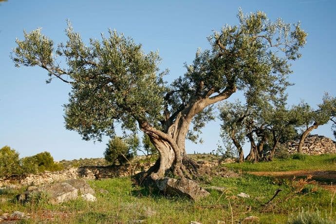 Vlada CG: Pokrenut projekat “Milion stabala maslina u Crnoj Gori” Vlada CG: Pokrenut projekat “Milion stabala maslina u Crnoj Gori”