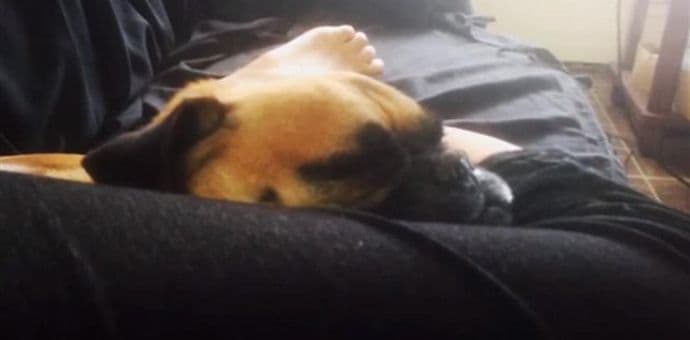 VIDEO: Slatki mops pretvara se da spava VIDEO: Slatki mops pretvara se da spava