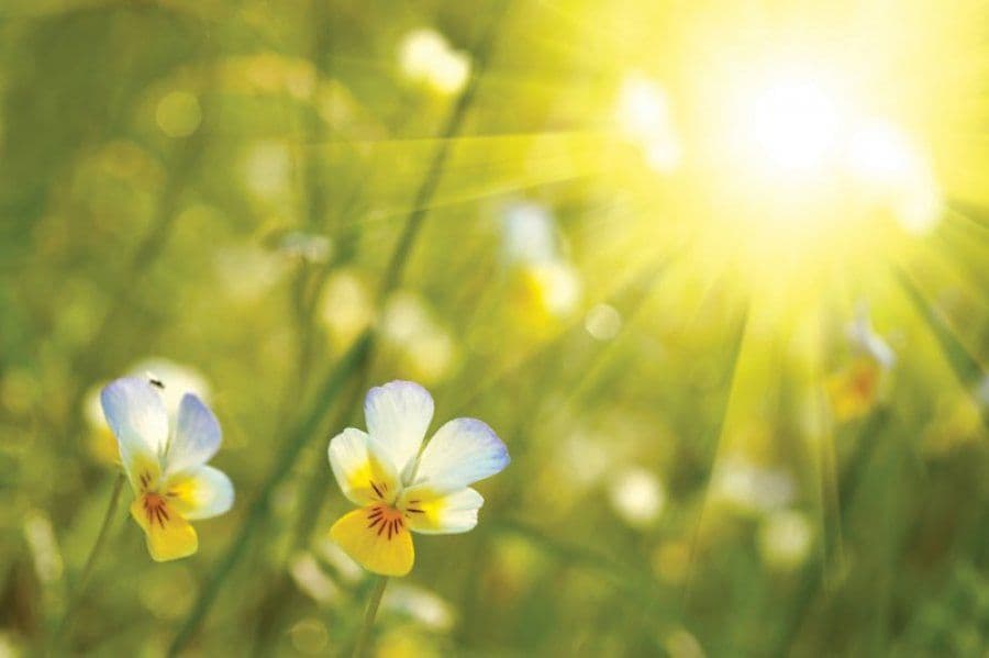 U ponedjeljak sunčano, do 26 stepeni U ponedjeljak sunčano, do 26 stepeni